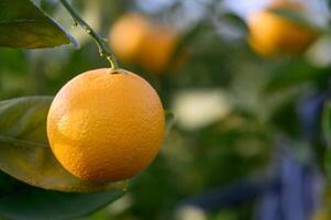 Nahansicht von reif Orangen hängend auf ein Baum im ein Orange Plantage Garten 14 foto