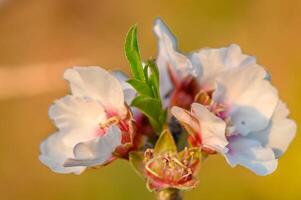 Frühling Natur Hintergrund mit schön Blühen Mandeln im Pastell- Banner. Frühling Konzept 7 foto