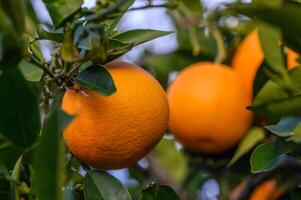 Orange Zitrusfrüchte Plantagen mit Reihen von Orange Bäume, Neu Ernte von Süss saftig Orangen 6 foto