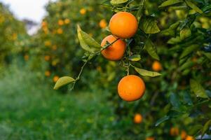 Orange Zitrusfrüchte Plantagen mit Reihen von Orange Bäume, Neu Ernte von Süss saftig Orangen 9 foto