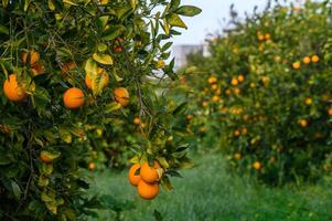 Orange Zitrusfrüchte Plantagen mit Reihen von Orange Bäume, Neu Ernte von Süss saftig Orangen 8 foto