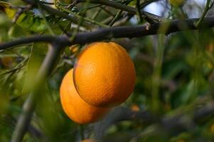 reif Orangen hängend zwischen das Blätter auf das Geäst von das Bäume von ein organisch Zitrusfrüchte Hain, im Winter. traditionell Landwirtschaft. 4 foto