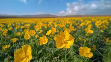 Feld von Orange Blumen Blühen im ein Grün Senke mit entfernt Berge foto