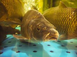 schließen oben Fisch im Aquarium Supermarkt zum Verkauf. foto