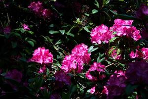 Epos Blumen im Natur Schuss im 120 Frames pro zweite. foto