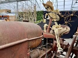 Herbst Ernte Halloween Feier Skelett ist Sitzung auf ein Eisen Traktor Nächster zu Es. Äpfel, Orangen, Mais, und ein Hund Skelett. er ist Sitzung im ein Scheune auf ein Traktor. ein schwarz Krähe ist Sitzung. foto