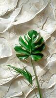 zwei Grün Blätter auf ein Weiß Hintergrund foto