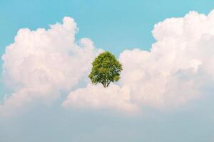 Baum im das Wolken foto