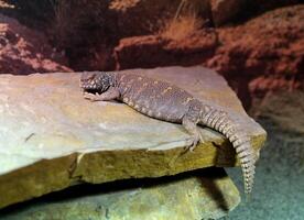 aufwendig Uromastyx Uromastyx verziert, häufig namens das aufwendig Mastigur, ist ein Spezies von Eidechse im das Familie Agamidae foto