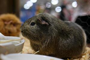 Cavia ist ein Gattung im das Unterfamilie Kaviar Das enthält das Nagetiere häufig bekannt wie Guinea Schweine oder Meerschweinchen. das wohlbekannt Spezies im diese Gattung ist das inländisch Guinea Schwein, Cavia Porcellus foto