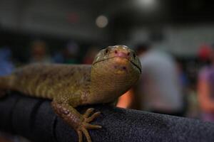 er Solomon Inseln Haut, ebenfalls bekannt wie Greifschwanz Haut, Affenschwanz Haut, Riese Haut, Zebra Haut, und Affe Haut, ist ein baumartig Spezies von skink endemisch foto