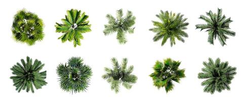 Sammlung von 3d oben Aussicht Grün Bäume isoliert auf Weiß Hintergrund , verwenden zum Visualisierung im architektonisch Design oder Garten schmücken foto