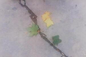 Blätter auf das Asphalt Beton Boden foto