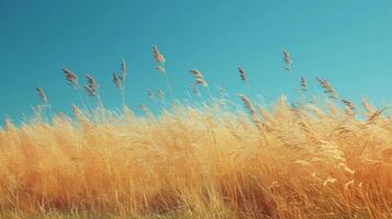 Feld von hoch braun Gras unter Blau Himmel foto