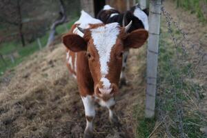 ein Kuh mit Weiß Flecken auf es ist Gesicht ist Stehen im ein Feld foto