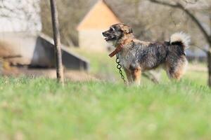 ein Hund ist Stehen im ein grasig Feld mit ein Kette um es ist Hals foto