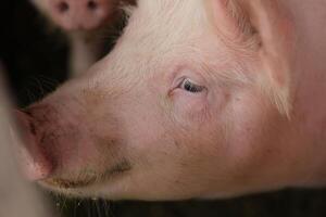 ein Schwein mit ein schmutzig Gesicht und ein schwarz Auge foto