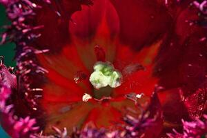 Nahansicht von rot Tulpe Stempel und Staubblätter foto