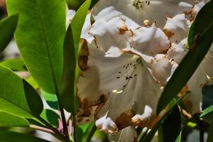 Weiß Blume mit braun Kanten und Grün Blätter foto