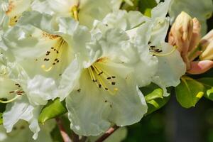 Weiß Rhododendron Blumen Nahansicht foto