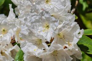 Weiß Rhododendron Blumen im voll blühen foto