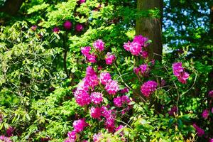 Rosa Rhododendron Blumen im Wald foto