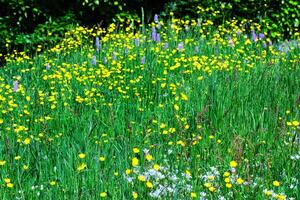 beschwingt Wiese mit Gelb Wildblumen und Grün Gras foto