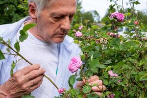 alt Mann mit grau Haar genießt das Duft von Blühen Rosa Rosen im seine Garten, ein still Ausdruck auf seine Gesicht wie er inspiziert jeder Blume zum Zeichen von gut Gesundheit foto