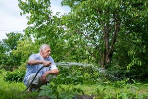 Senior Gärtner Fokussierung aufmerksam auf Bewässerung seine Pflanzen, das Garten Schlauch im seine Feste Griff, symbolisieren Widmung zu das Pflege von seine Grün Zuflucht, auf ein hell Sommer- Tag. foto