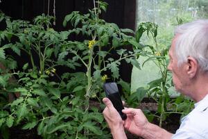 Alten Senior Mann Prüfung Pflanzen eng mit ein Smartphone, abbilden Beachtung zu Detail im Zuhause Gartenarbeit, geeignet zum Artikel auf Gartenarbeit Technologie foto