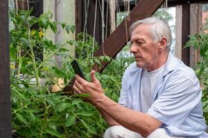 Alten Mann nehmen Bilder von Tomaten und Prüfung Pflanzen eng mit ein Smartphone, abbilden Beachtung zu Detail im Zuhause Gartenarbeit, geeignet zum Artikel auf Gartenarbeit Technologie foto
