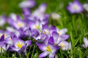 schön frisch Blume Hintergrund ein atemberaubend Array von blüht, Erstellen ein beschwingt und heiter Atmosphäre perfekt zum Hinzufügen Eleganz zu irgendein Gelegenheit oder Dekor foto