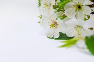 ätherisch blühen feiern das Schönheit von Weiß Kirsche Blüte, der Natur zart Blumen- Symphonie foto