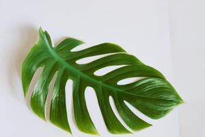 schön Monstera Blatt auf Weiß Papier ein fesselnd Anzeige von der Natur Kunst mit elegant Grün Laub einstellen gegen ein makellos Weiß Hintergrund, perfekt zum verbessern foto