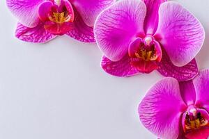 das Attrappe, Lehrmodell, Simulation von ein schön Rosa Orchidee auf leer Papier Vitrinen ein zart und elegant Blumen- Design. foto