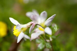 schön frisch Blume Hintergrund ein atemberaubend Array von blüht, Erstellen ein beschwingt und heiter Atmosphäre perfekt zum Hinzufügen Eleganz zu irgendein Gelegenheit oder Dekor foto