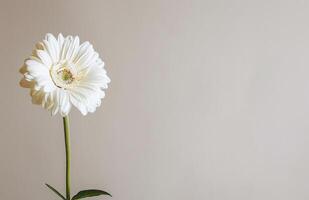 Weiß Blume im Vase auf Tabelle foto