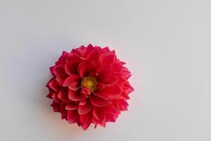schön rot Blume auf Weiß Hintergrund Attrappe, Lehrmodell, Simulation Erfassen das zeitlos Eleganz von Blumen- Einfachheit foto