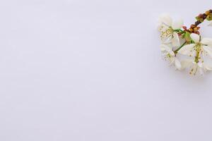 ätherisch blühen feiern das Schönheit von Weiß Kirsche Blüte, der Natur zart Blumen- Symphonie foto