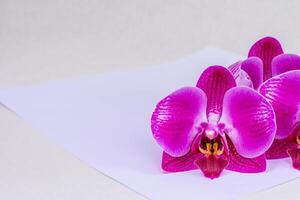 das Attrappe, Lehrmodell, Simulation von ein schön Rosa Orchidee auf leer Papier Vitrinen ein zart und elegant Blumen- Design. foto