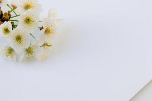 ätherisch blühen feiern das Schönheit von Weiß Kirsche Blüte, der Natur zart Blumen- Symphonie foto