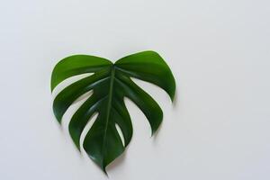 schön Monstera Blatt auf Weiß Papier ein fesselnd Anzeige von der Natur Kunst mit elegant Grün Laub einstellen gegen ein makellos Weiß Hintergrund, perfekt zum verbessern foto