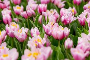 schön frisch Blume Hintergrund ein atemberaubend Array von blüht, Erstellen ein beschwingt und heiter Atmosphäre perfekt zum Hinzufügen Eleganz zu irgendein Gelegenheit oder Dekor foto