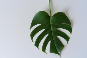 schön Monstera Blatt auf Weiß Papier ein atemberaubend Mischung von natürlich Eleganz und minimalistisch Charme, präsentieren das kompliziert Einzelheiten und üppig Grün Farbton gegen ein knackig und makellos Hintergrund foto