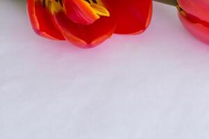 schön rot Tulpe Schönheit auf leer Papier, Erfassen zeitlos Eleganz und beschwingt Charme, perfekt zum künstlerisch Präsentationen und kreativ Projekte foto