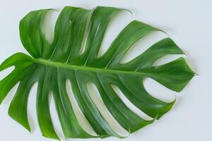 schön Monstera Blatt auf Weiß Papier ein atemberaubend Mischung von natürlich Eleganz und minimalistisch Charme, präsentieren das kompliziert Einzelheiten und üppig Grün Farbton gegen ein knackig und makellos Hintergrund foto