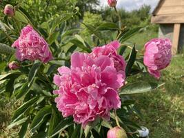 Sommer- Blumen haben blühte im das Garten foto