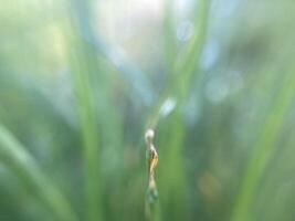 Morgen Gras im Tau im das Garten foto