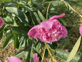 Sommer- Blumen haben blühte im das Garten foto