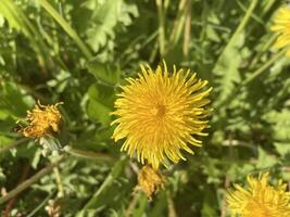 Frühling Blumen blühte im das Garten foto